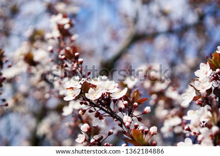 Cherry blossom with blue sky in the background