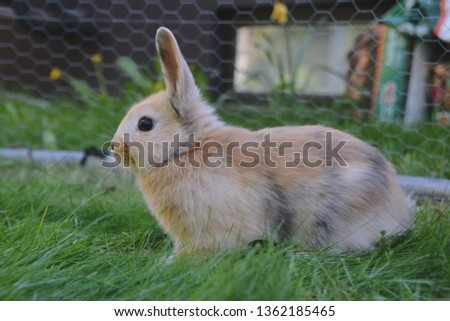 sweet little bunny on the grass
