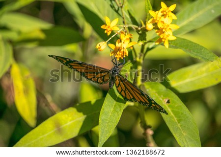 Monarch Butterfly 9