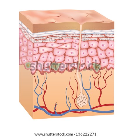 Human skin structure. 3d anatomy of the epidermis.  Vector illustration isolated on white background. Royalty-Free Stock Photo #136222271