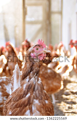 Many brown chickens in an outside area of ​​a chicken coop on sandy soil, the focus is on the head of a hen