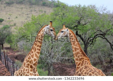 Two Giraffes embracing