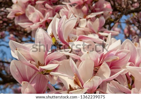 View of magnolia plants and flowers.
Magnolia is a large genus in the subfamily Magnolioideae of the family Magnoliaceae with blue sky