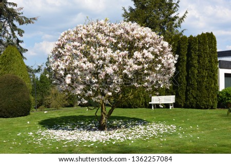 magnolia and bank