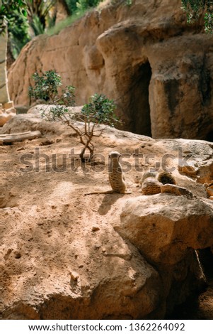 Group of meerkats resting on the stone while one animal standing sentry (lookout).