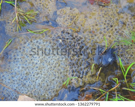 frog spawn in water