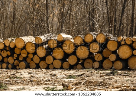 Wood on the snow. Warehouse logs against the bright sky. Lumber of pines. The texture of the rings of the tree