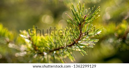 Close up photo of green needle of coniferous pine tree on the side of picture. Blurred pine needles in background