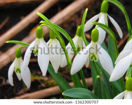 flowers of common snowdrop, Galanthus nivalis, Royalty-Free Stock Photo #1362300707