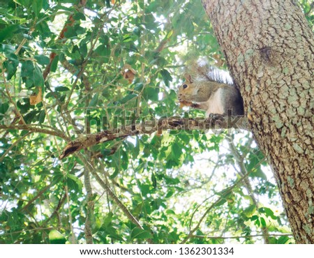 Squirrel is on the tree branch