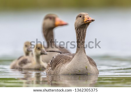 Greylag goose (Anser anser) bird family with male female and chicks in natural lake