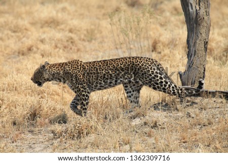 
Leopard hunting Okavango Delta Botswana