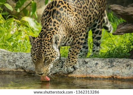 Thirsty Jaguar getting water