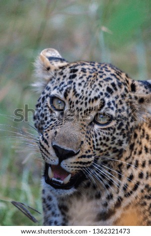 leopard looking at the camera