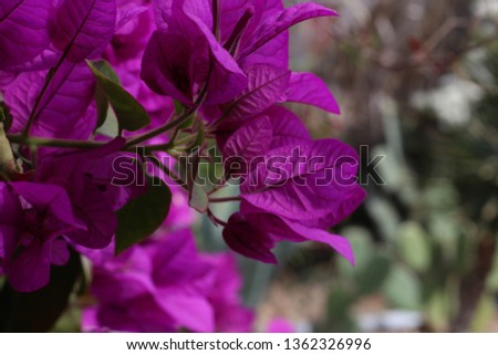 Vibrant coloured tropical flower of Morocco