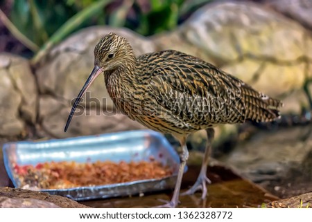 A Curlew approaches in the zoo