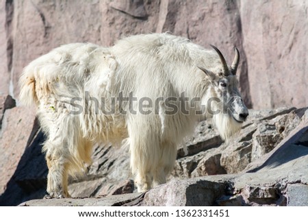 mountain goat with long white hair on the rocks