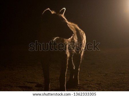 Hyena after feeding, Harari region, Harar, Ethiopia