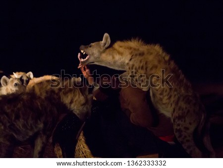 Hyena feeding taking place every evening, Harari region, Harar, Ethiopia