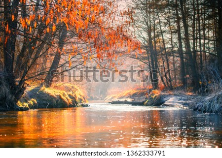 Fall. Fall landscape. Autumn nature. Trees with colorful leaves. Autumn forest. Sunlight in forest.