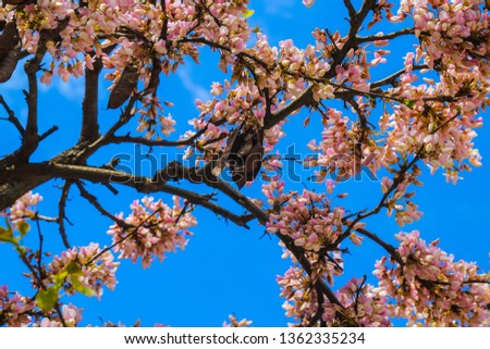 blossom branches blooming purple pink judas tree at spring close up in front of a blue sky background for easter