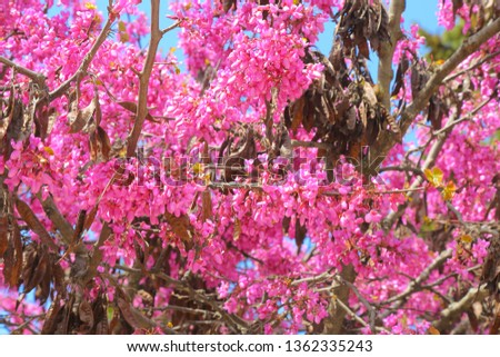 blossom branches blooming purple pink judas tree at spring close up in front of a blue sky background for easter