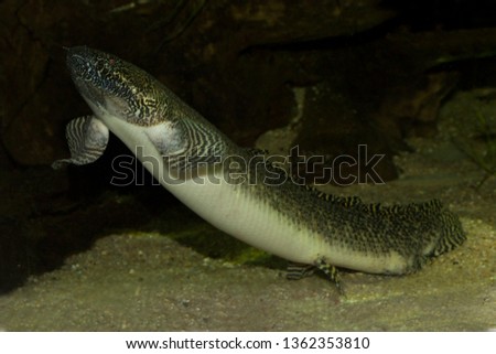 West African lungfish (Protopterus annectens). Royalty-Free Stock Photo #1362353810