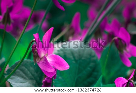 Beautiful pink flower with sun 