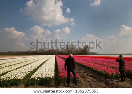 tourist making pictures of the colorful tulip bulb fields of Holland
