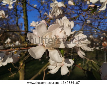 Beautiful lush white Magnolia flowers on a background of brown branches and blue spring sky.