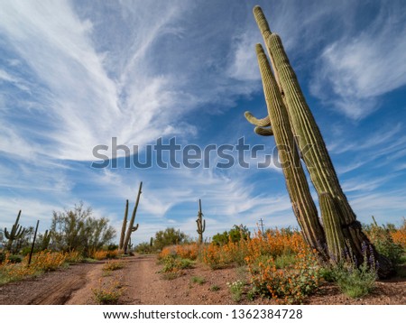 Saguaro cacti near a road in Arizona between Saguaro National Park and Organ Pipe Cactus National Monument.