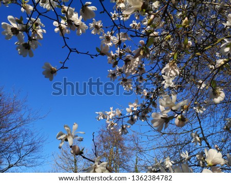 Beautiful lush white Magnolia flowers on a background of brown branches and blue spring sky.