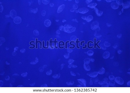 jelly fish floating in the water