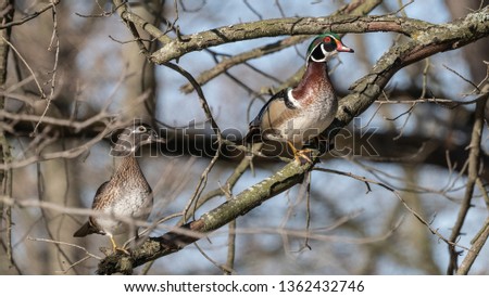 Close-up of pair of wood ducks perched in tree.