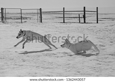 Black and white picture, two dogs running in snow