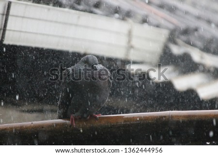 the pigeon is taking a bath accompanied by heavy rain