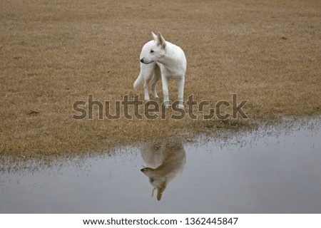 
White Shepherd Breed