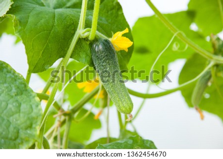 small cucumbers grow in the greenhouse