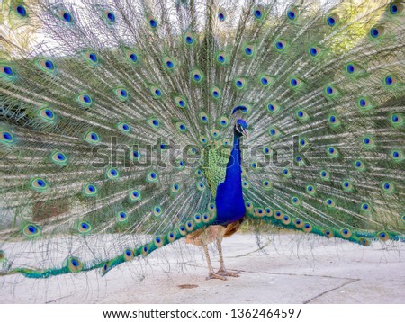 Male peacock showing it's color fan at Los Angeles, California
