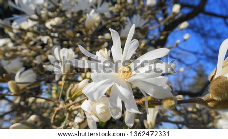 Showy and beautiful Magnolia stellata blossom with white flowers. Magnolia star tree.