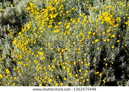 Pretty santolina or cotton lavender, a genus of plants in the chamomile tribe within the sunflower family from the western Mediterranean region is used as a moth repellent and in potpourris.