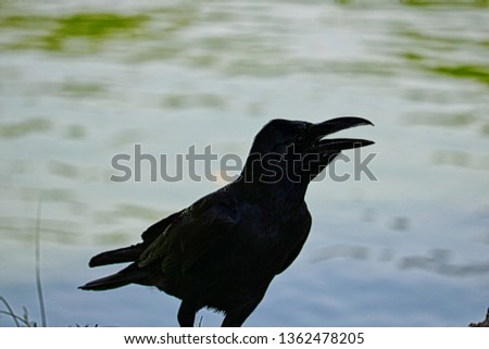 This unique picture shows a beautiful black raven. This great bird photo was taken in the lumpini park in Bangkok.