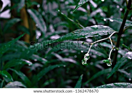 The background image of the dark green leaves that dew on the morning of spring, the depth of view is blurred to the area for the text.