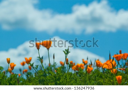 California Poppies with Clouds in the distance