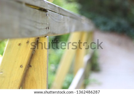 
Wooden bridge in a forest