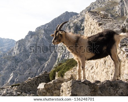 Mountain goat in the mountains of Picos de Europa (Peaks of Europe), Asturias (Spain)