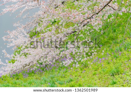 Cherry blossoms in Tokyo Chidorigafuchi
