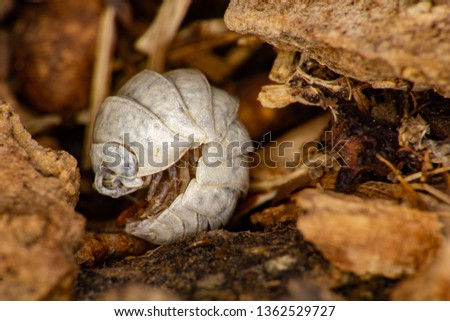 Macro photography of a white dead wood louse after thawing in spring.