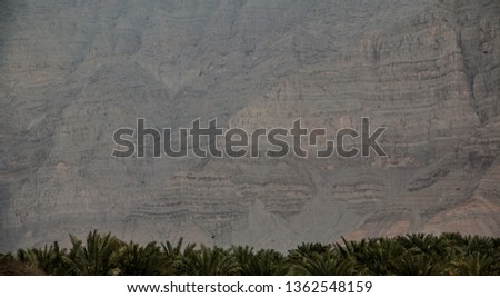 a lot of palm trees leaves against the mountain in ras al khaimah , natural background, UAE landscape 