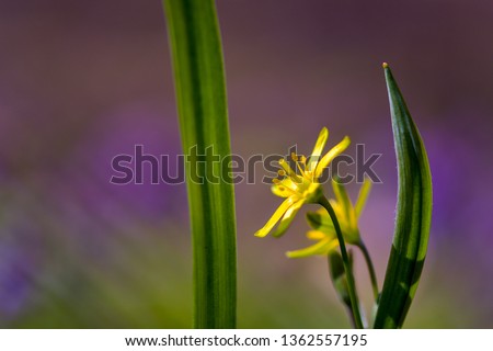 Gagea lutea, the Yellow Star-of-Bethlehem blooming in the spring